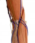 Illustration of human elbow anatomy on white background. — Stock Photo