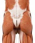 Illustration der menschlichen Rückenanatomie auf weißem Hintergrund. — Stockfoto
