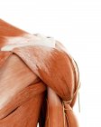 Illustrazione dell'anatomia della spalla umana su sfondo bianco . — Foto stock