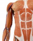Ілюстрація анатомії верхньої руки людини на білому тлі . — стокове фото
