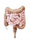 Ilustración del intestino delgado y grueso humano sobre fondo blanco
. - foto de stock