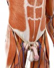 Illustration of human male abdominal anatomy on white background. — Stock Photo