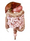Ilustración del sistema digestivo humano sobre fondo blanco . - foto de stock
