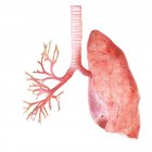 Illustration menschlicher Lungen und Bronchien auf weißem Hintergrund. — Stockfoto