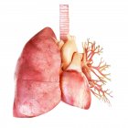 Darstellung des menschlichen Herzens und der Lunge auf weißem Hintergrund. — Stockfoto