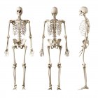 Illustrazione dello scheletro umano su sfondo bianco . — Foto stock