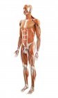 Illustrazione dei muscoli umani su sfondo bianco . — Foto stock