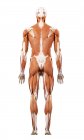 Иллюстрация человеческих мышц на белом фоне . — стоковое фото