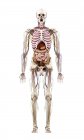 Ілюстрація анатомії людини на білому тлі . — стокове фото