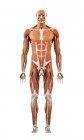 Darstellung menschlicher Muskeln auf weißem Hintergrund. — Stockfoto
