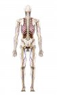 Ilustración de la anatomía humana sobre fondo blanco
. - foto de stock