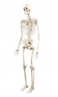 Ilustração do esqueleto humano sobre fundo branco . — Fotografia de Stock