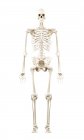 Ілюстрація людського скелета на білому тлі . — стокове фото
