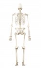 Ілюстрація людського скелета ззаду на білому тлі . — стокове фото