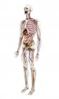 Ilustração da anatomia humana sobre fundo branco . — Fotografia de Stock