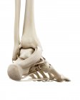 Ilustração dos ossos do tornozelo humano sobre fundo branco . — Fotografia de Stock