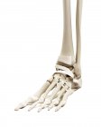 Illustration menschlicher Fußknochen auf weißem Hintergrund. — Stockfoto