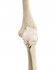 Ilustración de huesos de codo humano sobre fondo blanco . - foto de stock