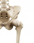 Illustration des os de la hanche humaine sur fond blanc . — Photo de stock