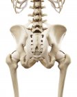 Ilustração de ossos de quadris humanos em fundo branco . — Fotografia de Stock