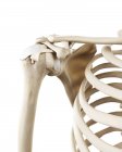 Ilustração dos ossos do ombro humano sobre fundo branco . — Fotografia de Stock