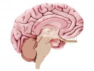 Illustration du cerveau en coupe transversale sur fond blanc
. — Photo de stock