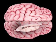 Иллюстрация реалистичной анатомии человеческого мозга на простом фоне
. — стоковое фото