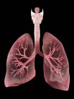 Illustration menschlicher Lungen und Bronchien. — Stockfoto