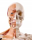 Illustrazione dei muscoli e dello scheletro nel corpo umano . — Foto stock