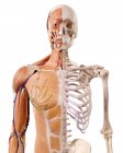 Illustration of muscles and skeleton in human body. — Stock Photo