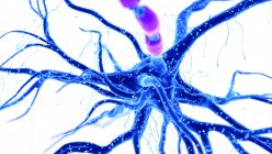 Ilustración de color abstracto de la célula nerviosa humana azul sobre fondo claro
. - foto de stock