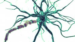 Abstrakte farbige Illustration einer grünen menschlichen Nervenzelle auf hellem Hintergrund. — Stockfoto