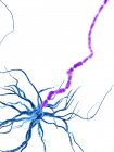 Digital illustration of human nerve cell with dendrites. — Stock Photo