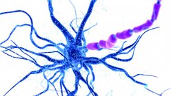 Digitale Darstellung menschlicher Nervenzellen mit Dendriten. — Stockfoto