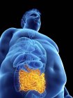 Ilustración de la silueta del hombre obeso con intestino visible . - foto de stock