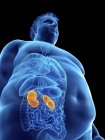 Illustration der Silhouette eines fettleibigen Mannes mit sichtbaren Nieren. — Stockfoto