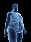 Ilustração da silhueta do homem obeso com glândulas supra-renais visíveis . — Fotografia de Stock