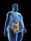 Illustrazione della silhouette dell'uomo obeso con colon visibile . — Foto stock