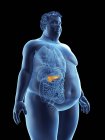 Ilustración de la silueta del hombre obeso con páncreas visible . - foto de stock