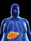 Ilustración de la silueta del hombre obeso con hígado visible . - foto de stock