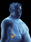 Ilustração da silhueta do homem obeso com glândulas supra-renais visíveis
. — Fotografia de Stock