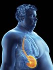 Ilustración de la silueta del hombre obeso con el estómago visible . - foto de stock