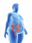 Ilustração da silhueta do homem obeso com cólon visível
. — Fotografia de Stock