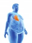 Ilustração da silhueta do homem obeso com coração visível
. — Fotografia de Stock