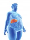 Ilustração da silhueta do homem obeso com fígado visível . — Fotografia de Stock