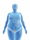 Illustration of silhouette of obese man with visible bladder. — Stock Photo