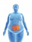Ilustração da silhueta do homem obeso com intestino visível
. — Fotografia de Stock