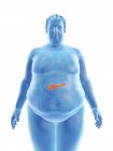 Ilustração da silhueta do homem obeso com pâncreas visível
. — Fotografia de Stock