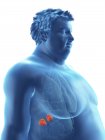 Ilustración de la silueta del hombre obeso con glándulas suprarrenales visibles
. - foto de stock