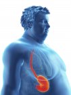 Illustrazione della silhouette dell'uomo obeso con stomaco visibile . — Foto stock